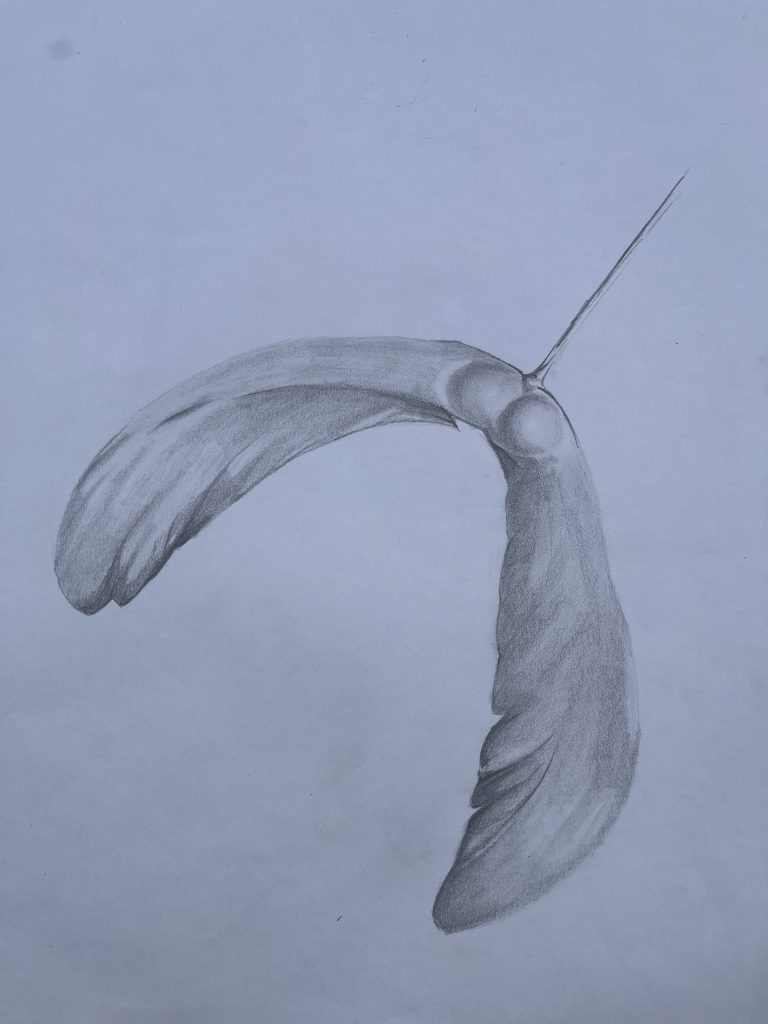 a pencil drawing of a sycamore seed